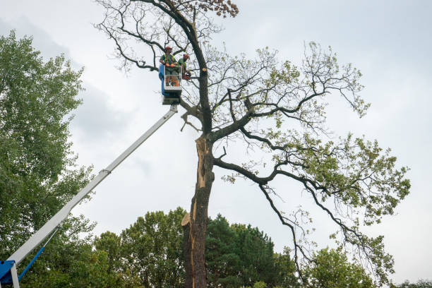 Best Stump Grinding and Removal  in Buena, NJ