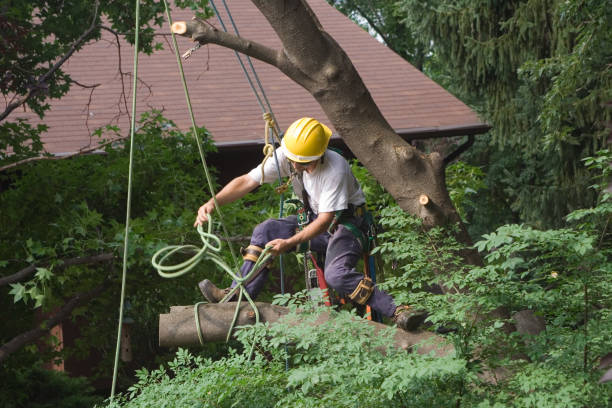 Best Tree and Shrub Care  in Buena, NJ